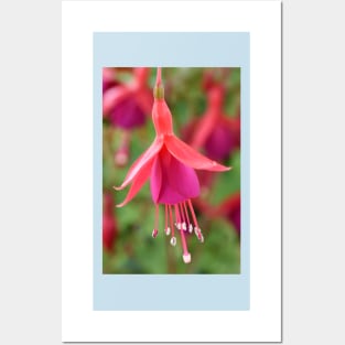 Fuchsia  &#39;Pink Fizz&#39; Posters and Art